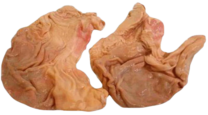 Fuchs - Schweine-Magen, offen, 1 Stück Fuchs - Schweine-Magen, offen, 1 Stück