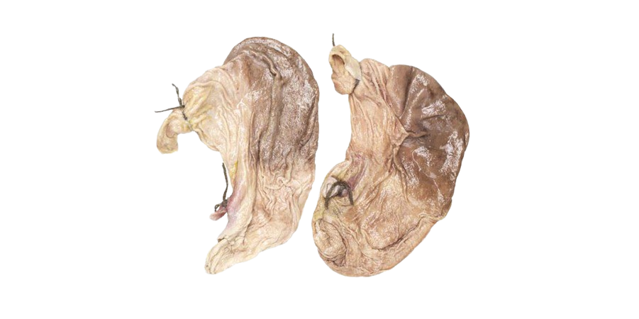 Fuchs - Schweine-Magen, abgebunden, 1 Stück Fuchs - Schweine-Magen, abgebunden, 1 Stück